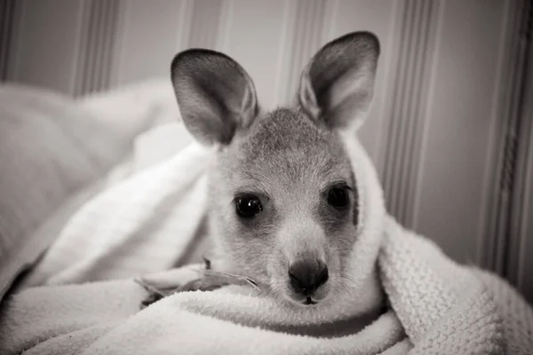 Avustralya 'da bir yetimhanede Kanguru' yu kurtardım. — Stok fotoğraf