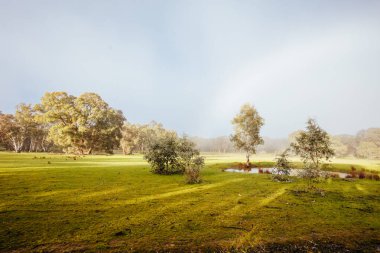 Maldon yakınlarında Muckleford Doğa Koruma Alanı