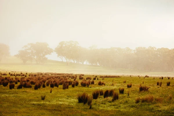 Muckleford Natuurreservaat bij Maldon in Australië — Stockfoto