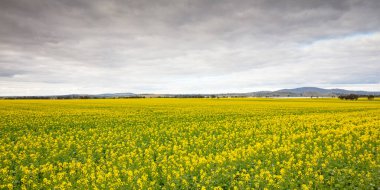 Victoria Avustralya 'da Smeaton yakınlarında Canola Fields