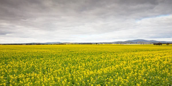 Canola Fields Near Smeaton in Victoria Australia — Stock Photo, Image