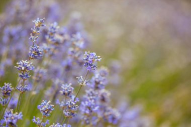 Avustralya 'daki Lavanta Tarlası