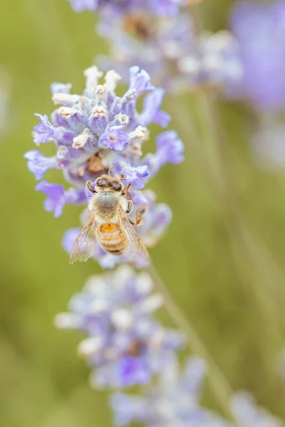 澳大利亚薰衣草中的蜜蜂 — 图库照片