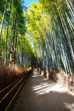 Güney Kyoto Japonya 'daki Arashiyama Bambu Ormanı