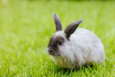 Bir Lop Rabbit Long Grass 'ın dışında