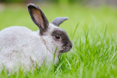Bir Lop Rabbit Long Grass 'ın dışında
