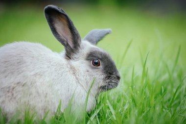 Bir Lop Rabbit Long Grass 'ın dışında