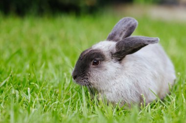 Bir Lop Rabbit Long Grass 'ın dışında