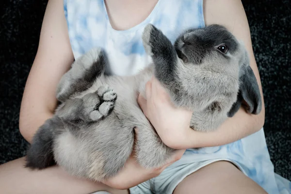 Um coelho Lop com uma menina — Fotografia de Stock