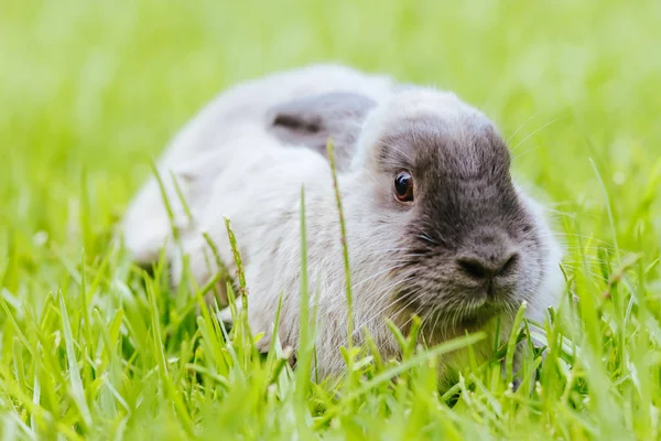 En Lop Rabbit Utanför i långgräs — Stockfoto
