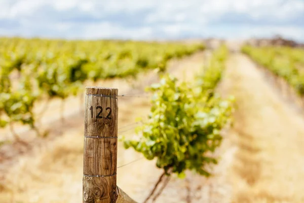 Central Victorian Vineyard in Spring — Stock Photo, Image