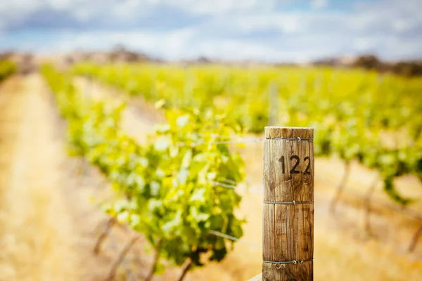 Central Victorian Vineyard in Spring — Stock Photo, Image