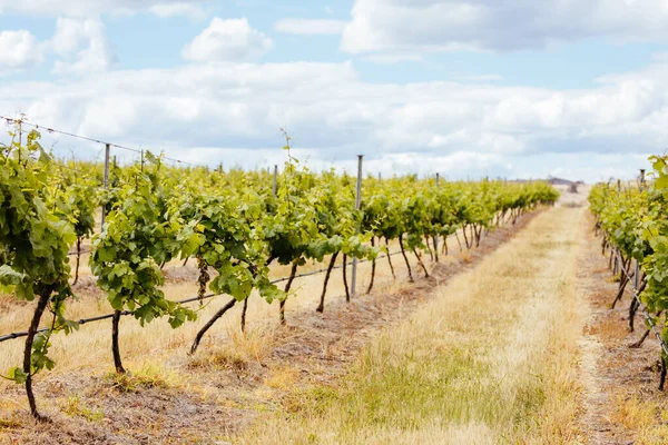 Central Victorian Vineyard in Spring — Stock Photo, Image