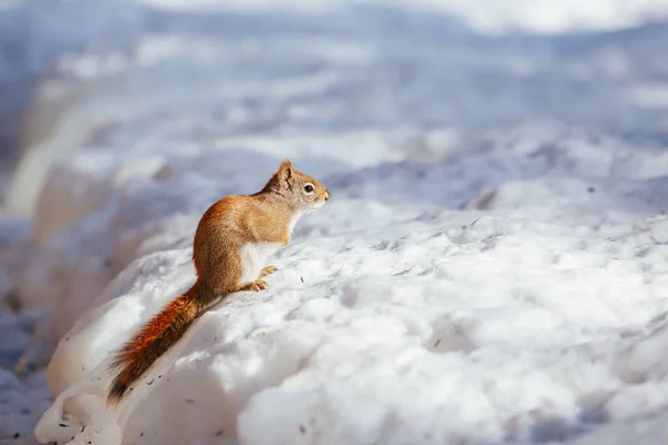 Wild Squirrel in the Snow in USA — Stock Photo, Image