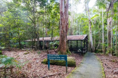 QLD Avustralya 'da Cougal Cascades Yürüyüşü