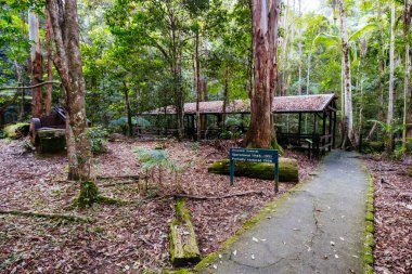 QLD Avustralya 'da Cougal Cascades Yürüyüşü
