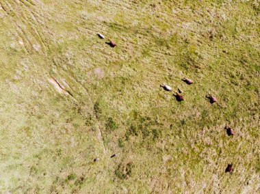 Murwillumbah Avustralya 'da otlayan inekler