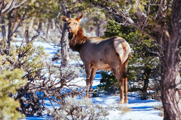 Wild Mule Deer in Arizona USA — Stock Photo, Image