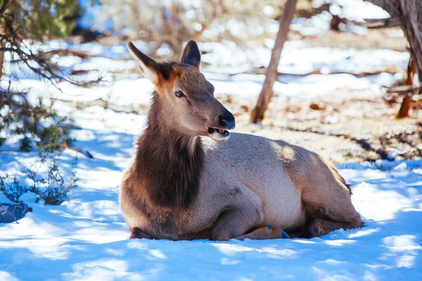 Wild Mule Deer in Arizona USA — Stock Photo, Image