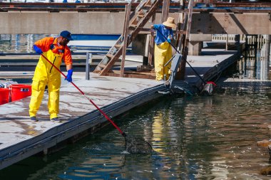 Ölü Balık Temizleme Los Angeles ABD
