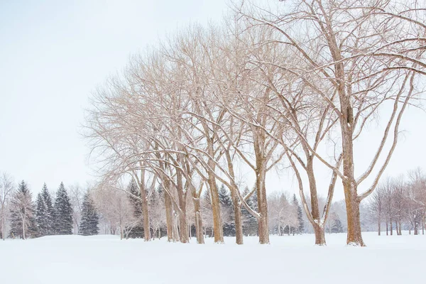 Island Park στο Fargo ΗΠΑ — Φωτογραφία Αρχείου