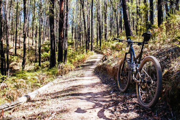Buxton Mountain Bike Park i Australien — Stockfoto