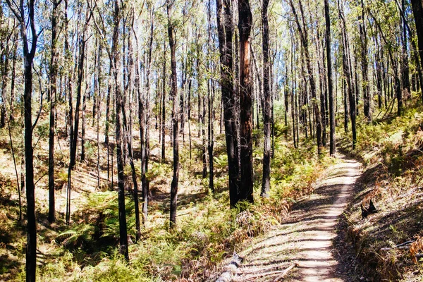 Buxton Mountainbike Park in Australië — Stockfoto