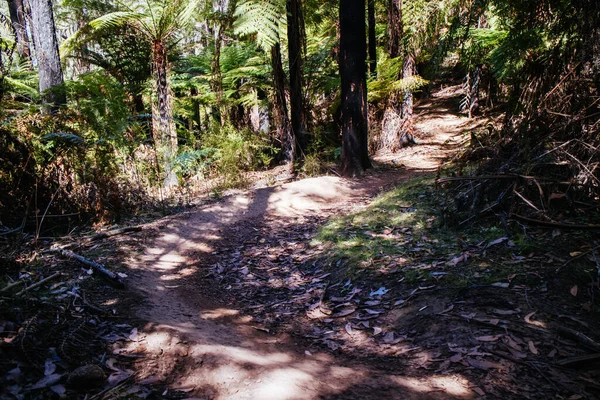 Buxton Mountain Bike Park in Australia — Stock Photo, Image