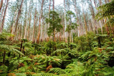 Avustralya 'da Black Spur Manzarası