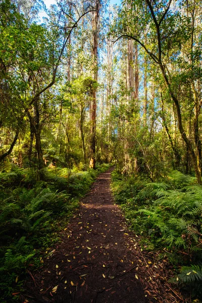 Sherbrooke Forest poblíž Melbourne Australia — Stock fotografie