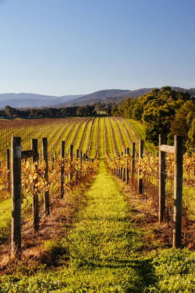 Yarra Valley Vineyard in Australia — Stock Photo, Image