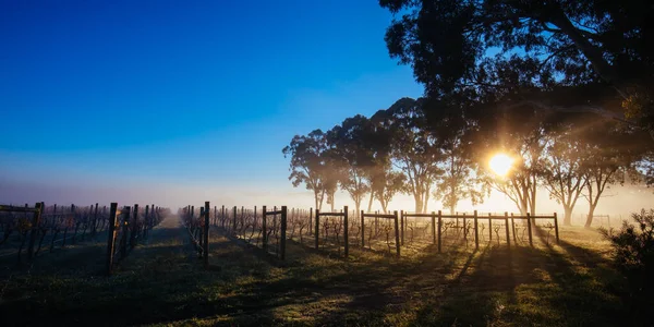 Yarra Valley Vineyard στην Αυστραλία — Φωτογραφία Αρχείου