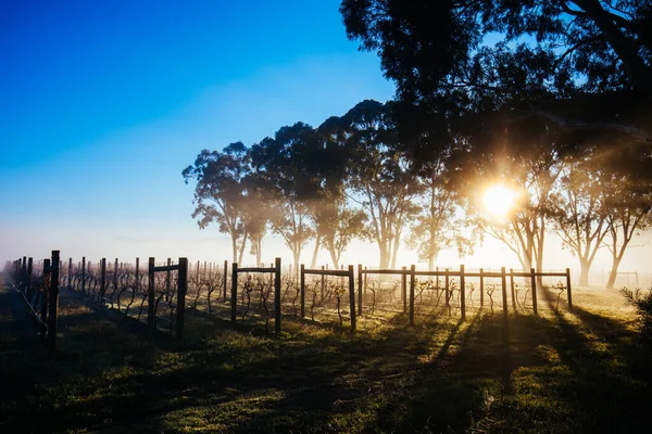 Yarra Valley Vineyard v Austrálii — Stock fotografie