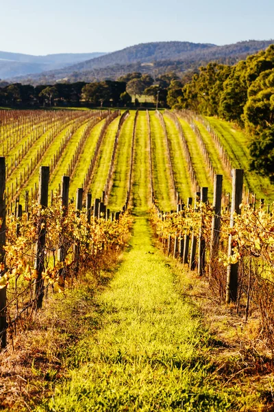 Vignoble de Yarra Valley en Australie — Photo