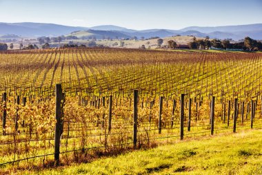 Avustralya 'daki Yarra Vadisi Üzüm bağı