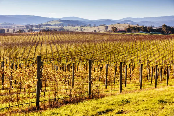 Виноградник Долины Ярра в Австралии — стоковое фото