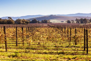 Avustralya 'daki Yarra Vadisi Üzüm bağı