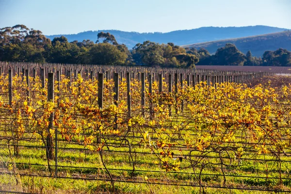 Yarra Valley Wijngaard in Australië — Stockfoto