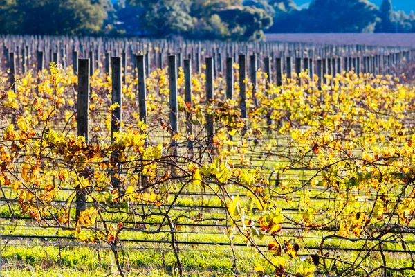 Yarra Valley Vineyard en Australia —  Fotos de Stock