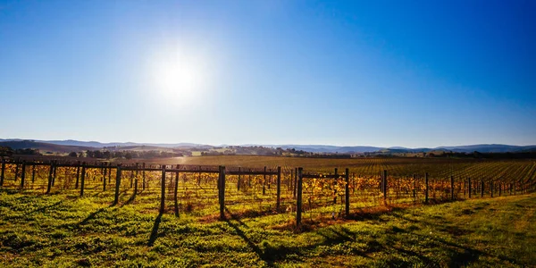 Yarra Valley Vineyard itt: Ausztrália — Stock Fotó