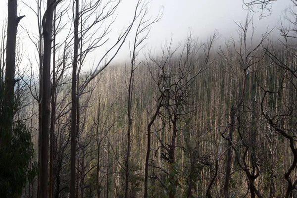 Bushfire Damaged Trees at Lake Mountain — Stock Photo, Image