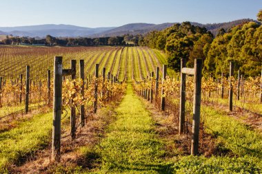 Avustralya 'daki Yarra Vadisi Üzüm bağı