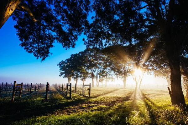 Yarra Valley Vineyard in Australien — Stockfoto