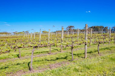 Avustralya 'daki Mornington Yarımadası Sarmaşıkları