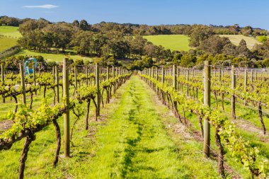 Avustralya 'daki Mornington Yarımadası Sarmaşıkları
