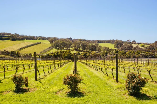 Mornington Peninsula Vines in Australia — Stock Photo, Image