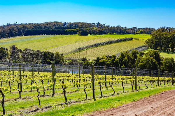 Mornington Peninsula Vines in Australia — Stock Photo, Image