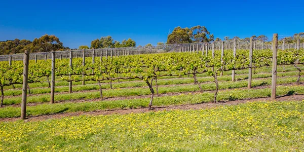 Mornington Peninsula Vines in Australia — Stock Photo, Image