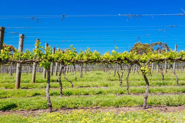 Mornington Peninsula Vines in Australia — Stock Photo, Image