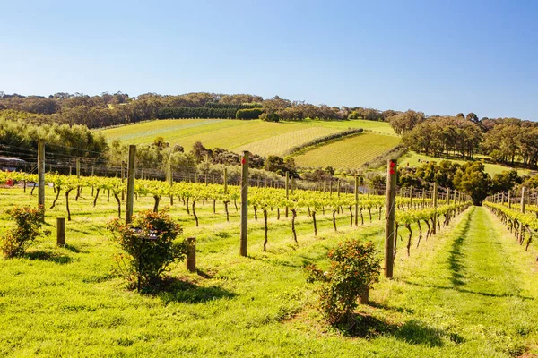 Виноградники Морнингтона в Австралии — стоковое фото